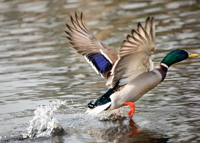 Brook Boutique Отель